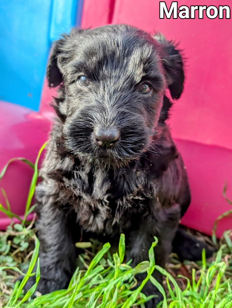 des Pitchoucas de Lacapelette - Chiot disponible  - Schnauzer Geant