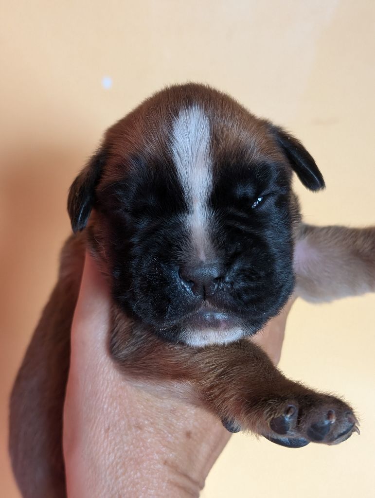 des Pitchoucas de Lacapelette - Chiot disponible  - Boxer