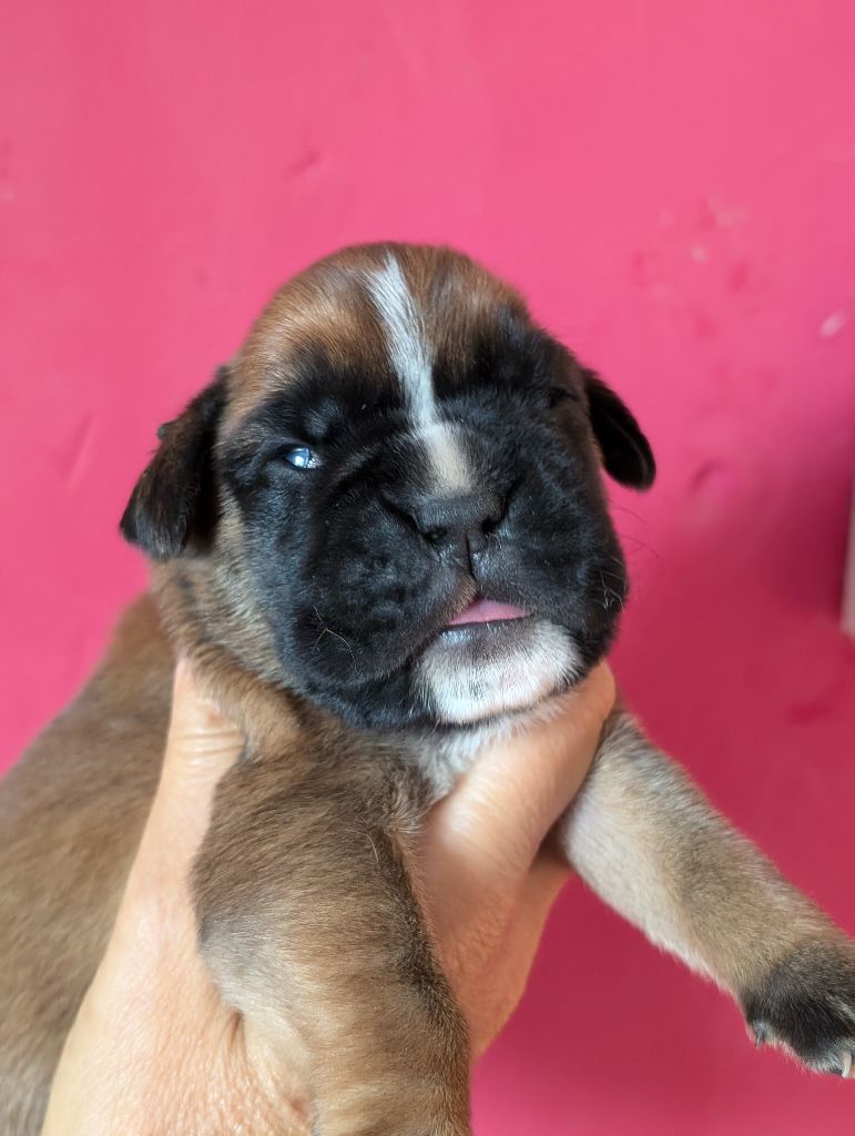 des Pitchoucas de Lacapelette - Chiot disponible  - Boxer