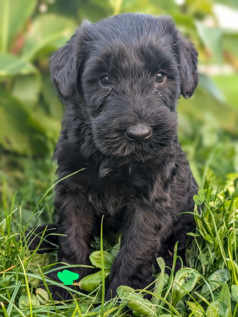 des Pitchoucas de Lacapelette - Chiot disponible  - Schnauzer Geant