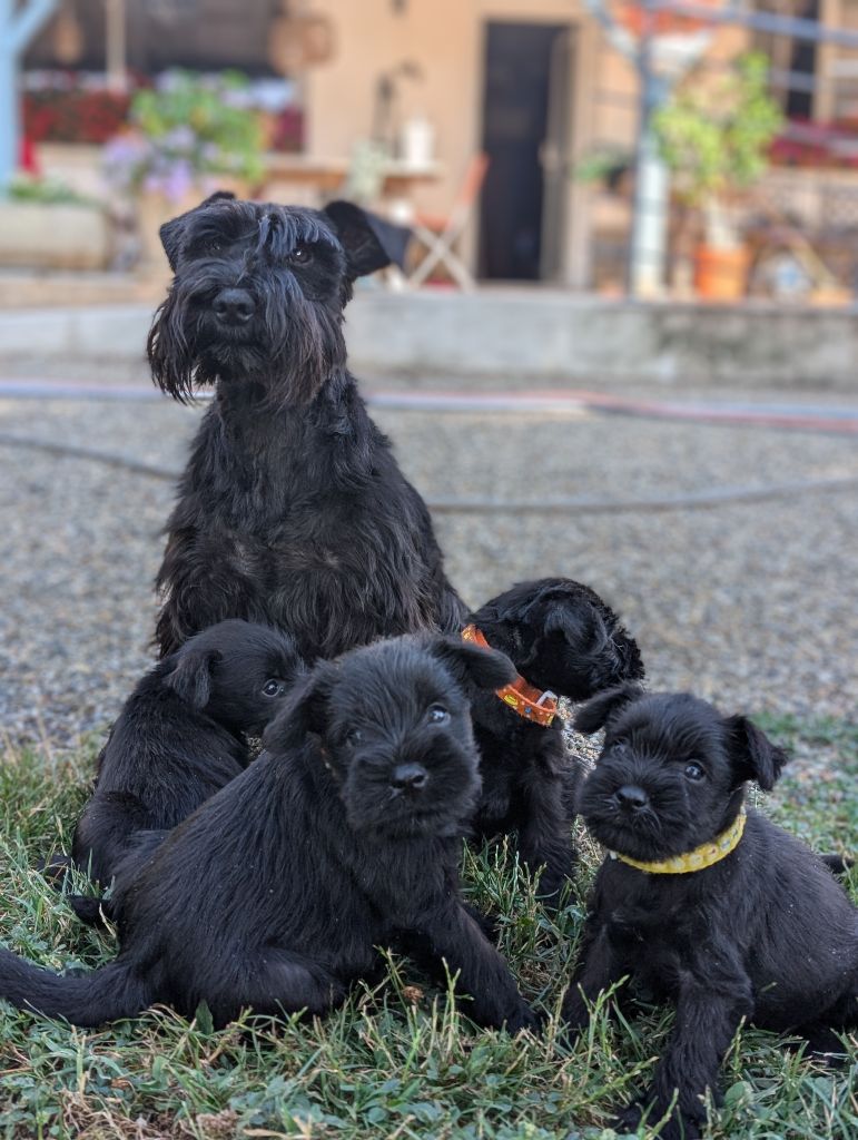 chiot Schnauzer miniature des Pitchoucas de Lacapelette