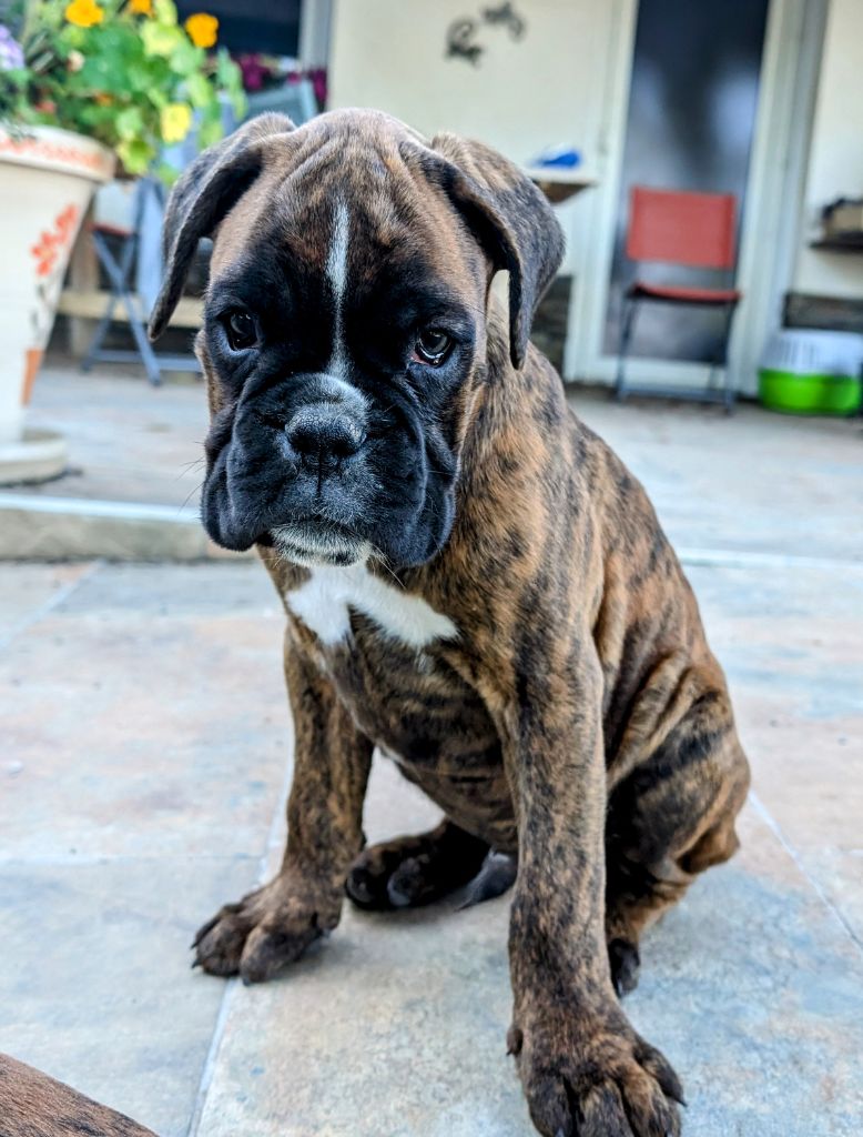 des Pitchoucas de Lacapelette - Chiot disponible  - Boxer