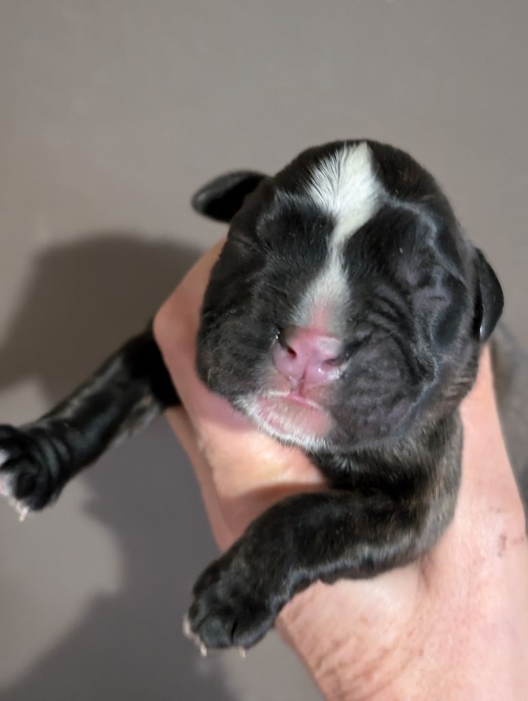 des Pitchoucas de Lacapelette - Chiot disponible  - Boxer