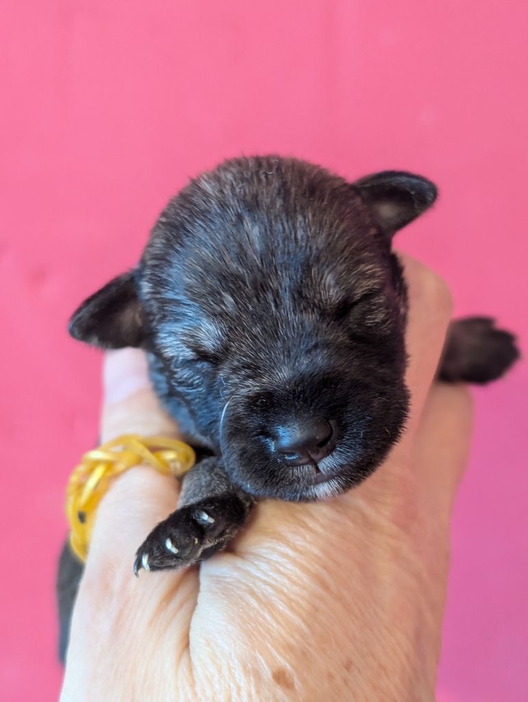 CHIOT 4 collier jaune