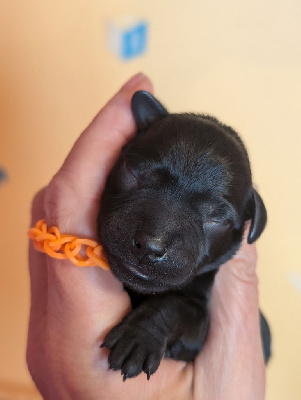 CHIOT collier orange