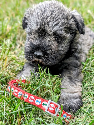 CHIOT collier rouge 