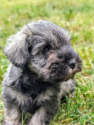 CHIOT collier rouge 