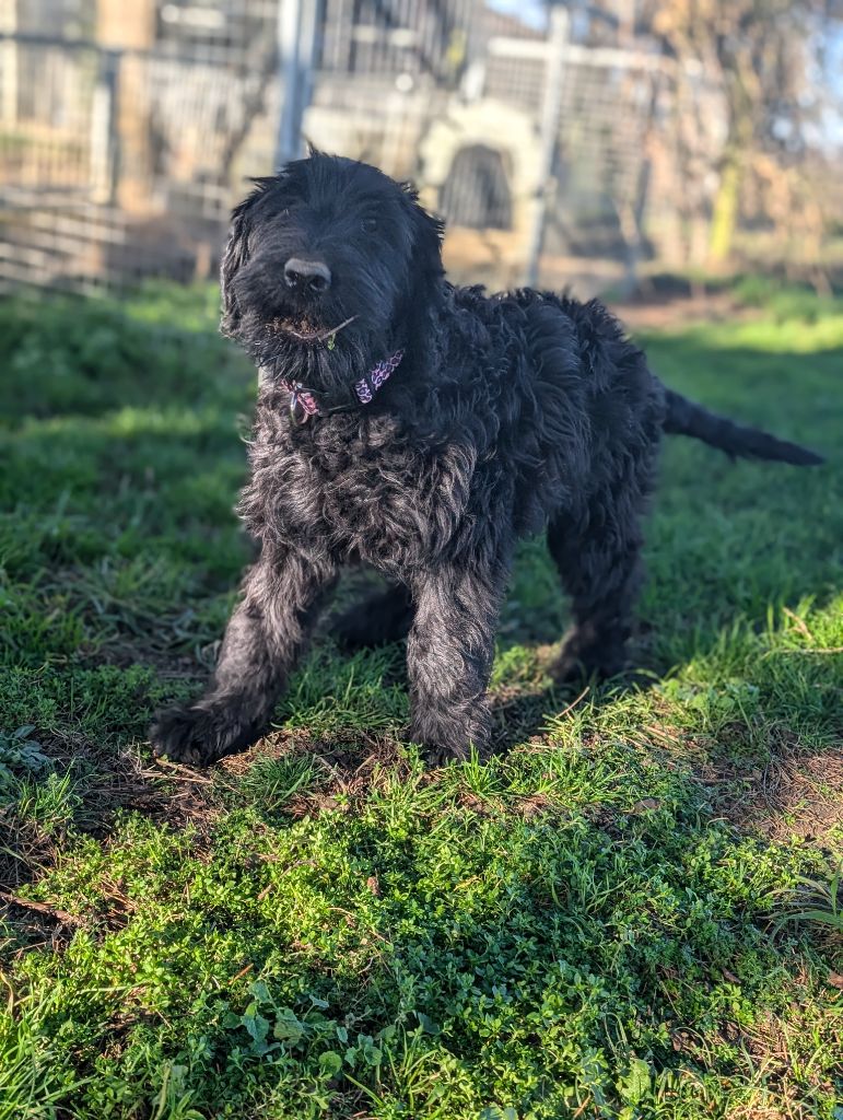 des Pitchoucas de Lacapelette - Chiot disponible  - Schnauzer Geant