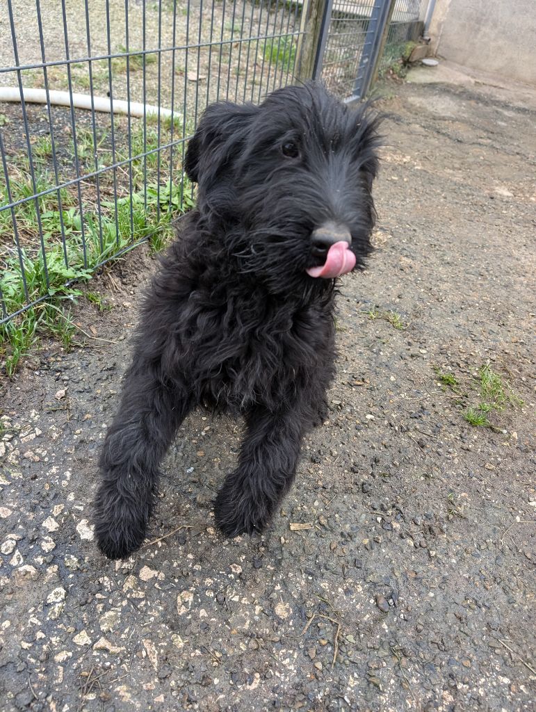 des Pitchoucas de Lacapelette - Chiot disponible  - Schnauzer Geant