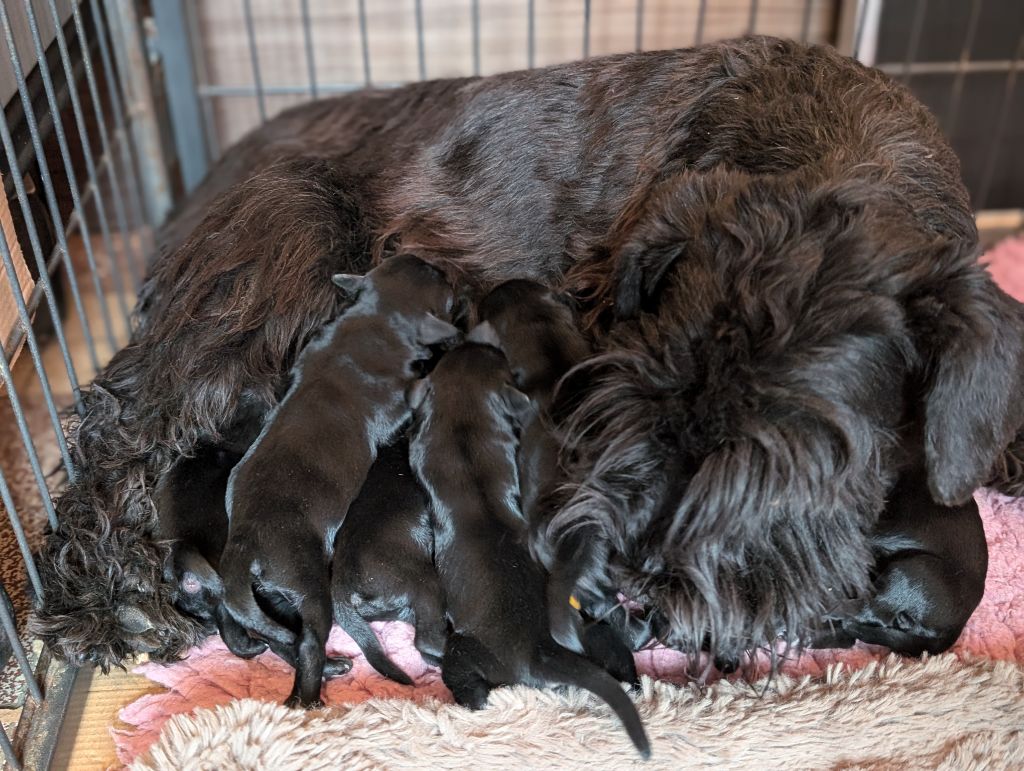 chiot Schnauzer miniature des Pitchoucas de Lacapelette