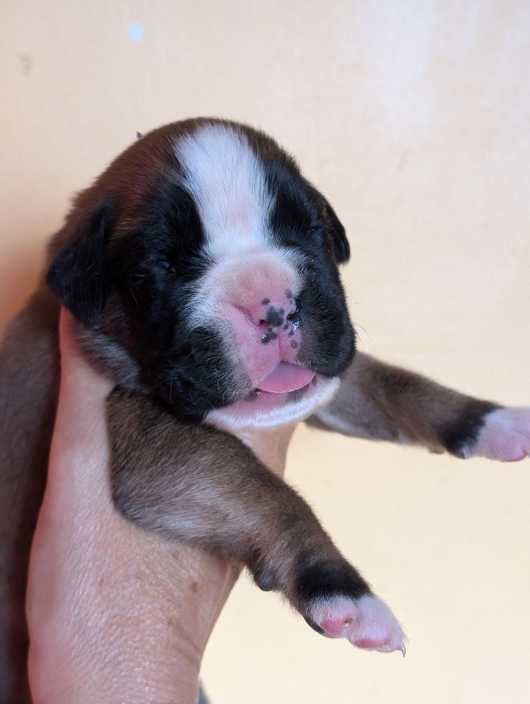 des Pitchoucas de Lacapelette - Chiot disponible  - Boxer