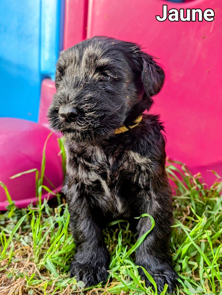 des Pitchoucas de Lacapelette - Chiot disponible  - Schnauzer Geant