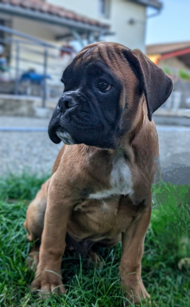 des Pitchoucas de Lacapelette - Chiot disponible  - Boxer