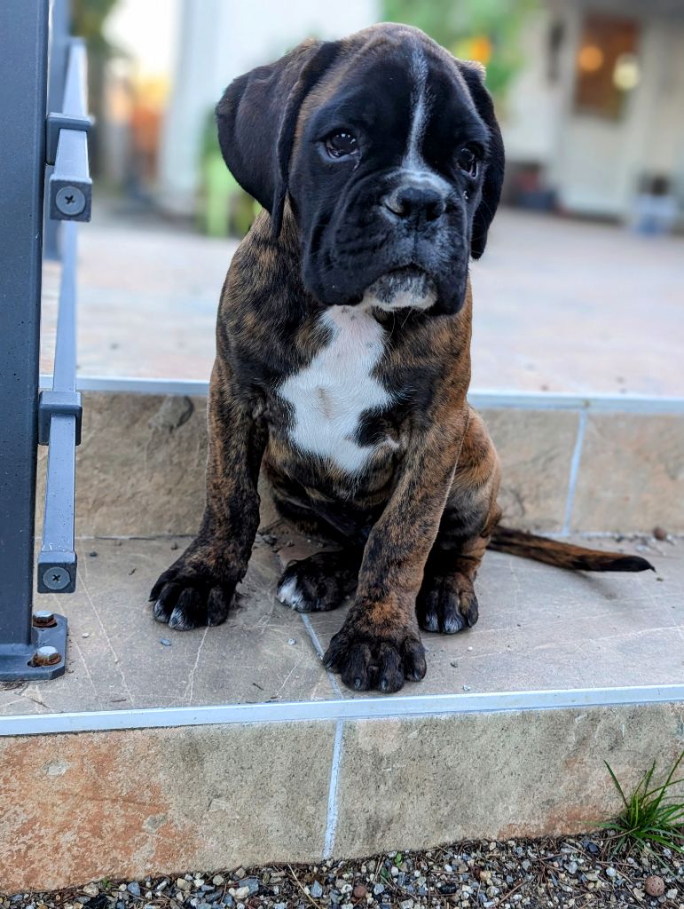 des Pitchoucas de Lacapelette - Chiot disponible  - Boxer