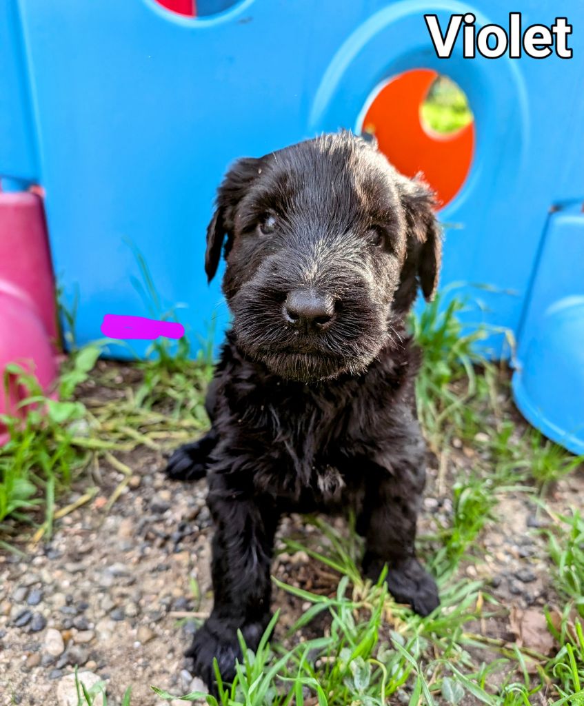 des Pitchoucas de Lacapelette - Chiot disponible  - Schnauzer Geant