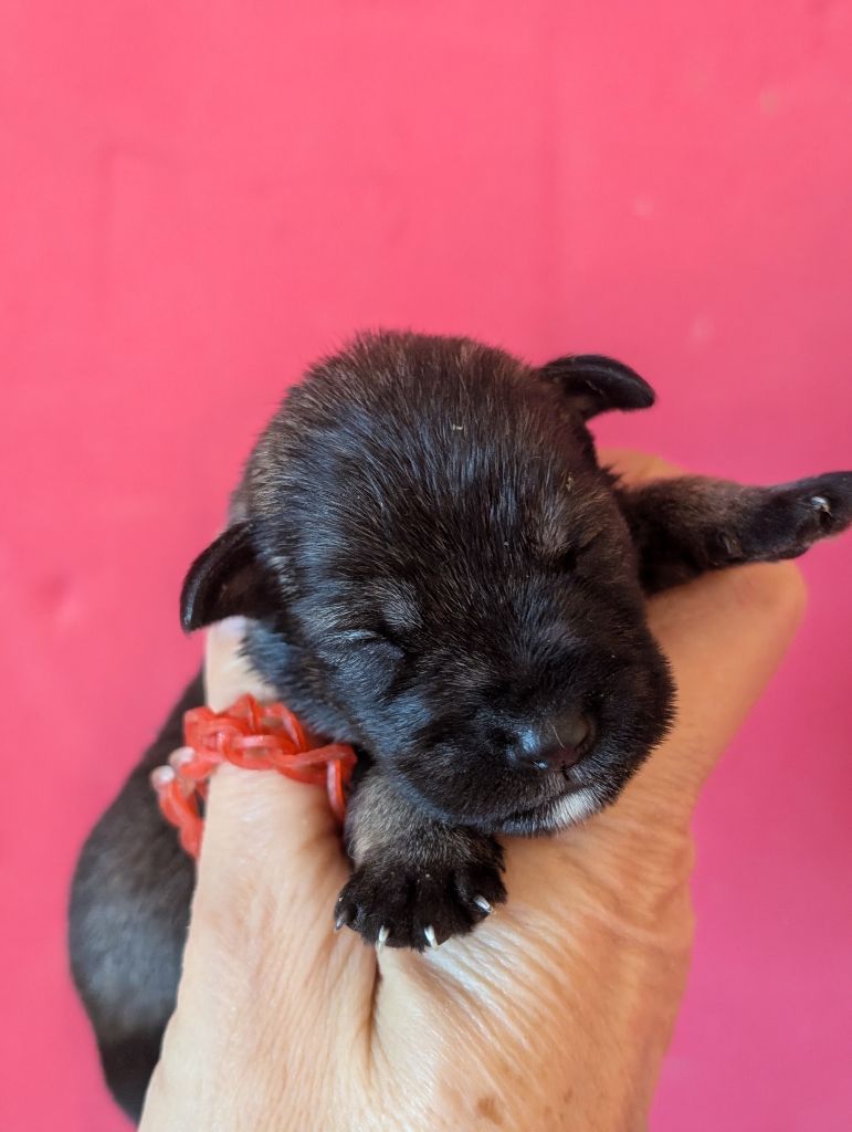 des Pitchoucas de Lacapelette - Chiot disponible  - Schnauzer miniature