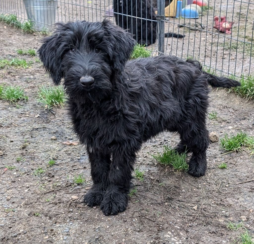 des Pitchoucas de Lacapelette - Chiot disponible  - Schnauzer Geant