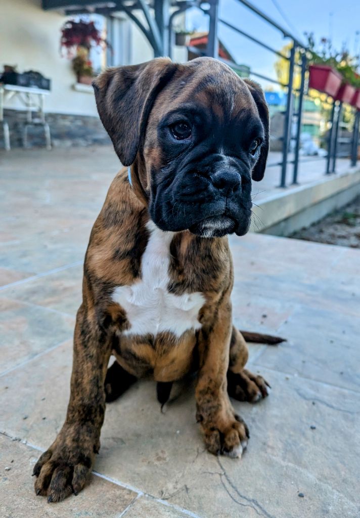 des Pitchoucas de Lacapelette - Chiot disponible  - Boxer