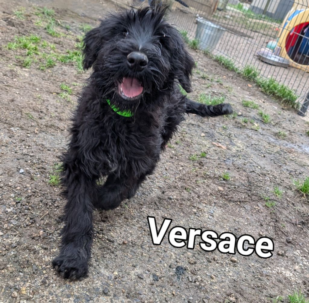 des Pitchoucas de Lacapelette - Chiot disponible  - Schnauzer Geant