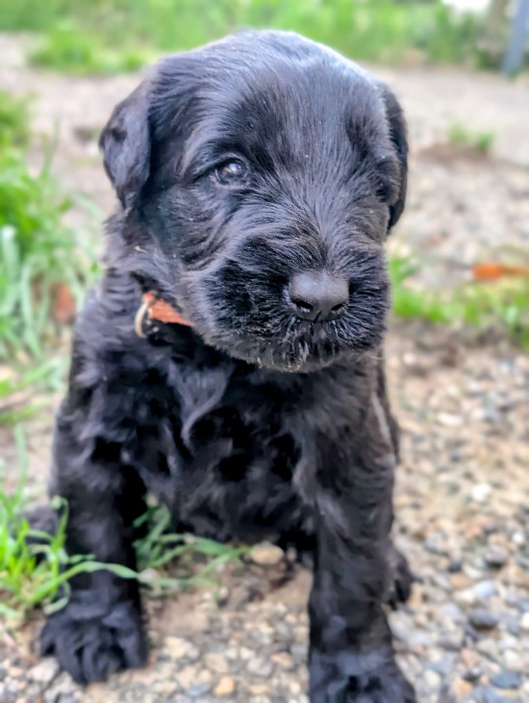 des Pitchoucas de Lacapelette - Chiot disponible  - Schnauzer Geant