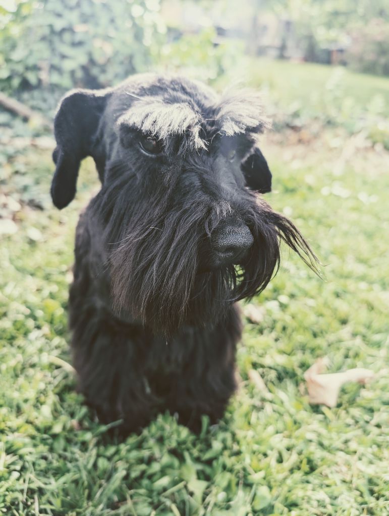 Topaze nova belle