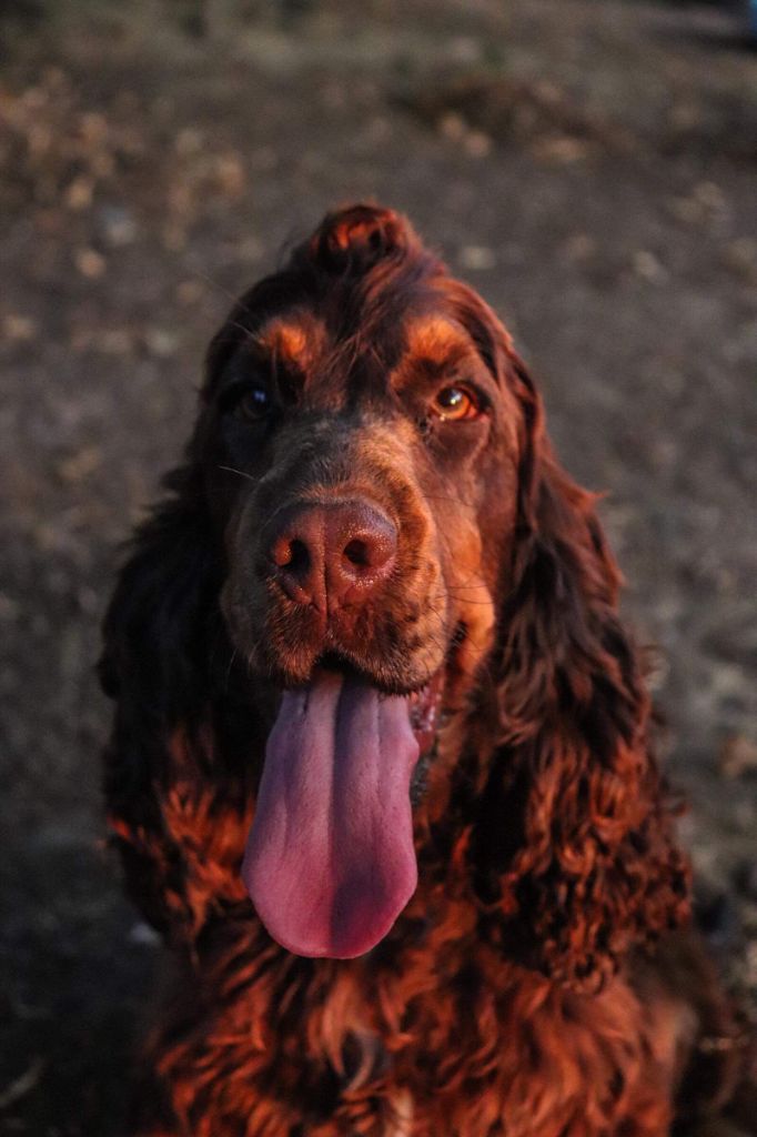 Sidonie des Pitchoucas de Lacapelette