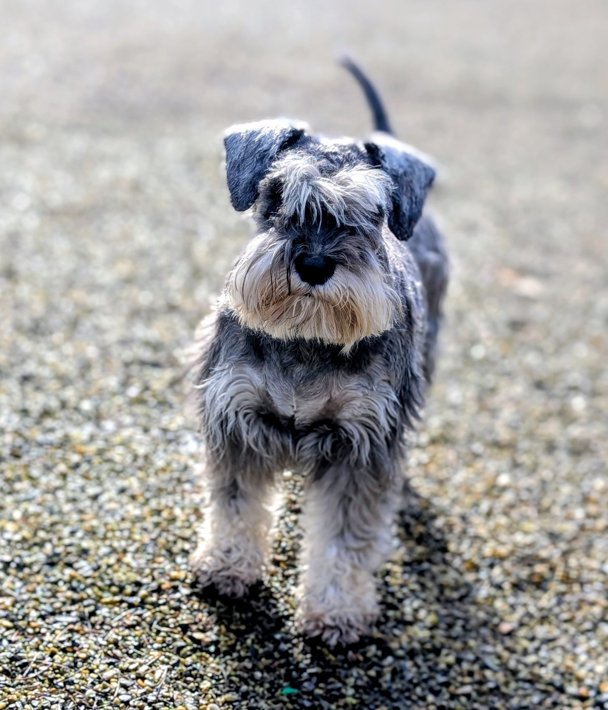 Violette des Pitchoucas de Lacapelette