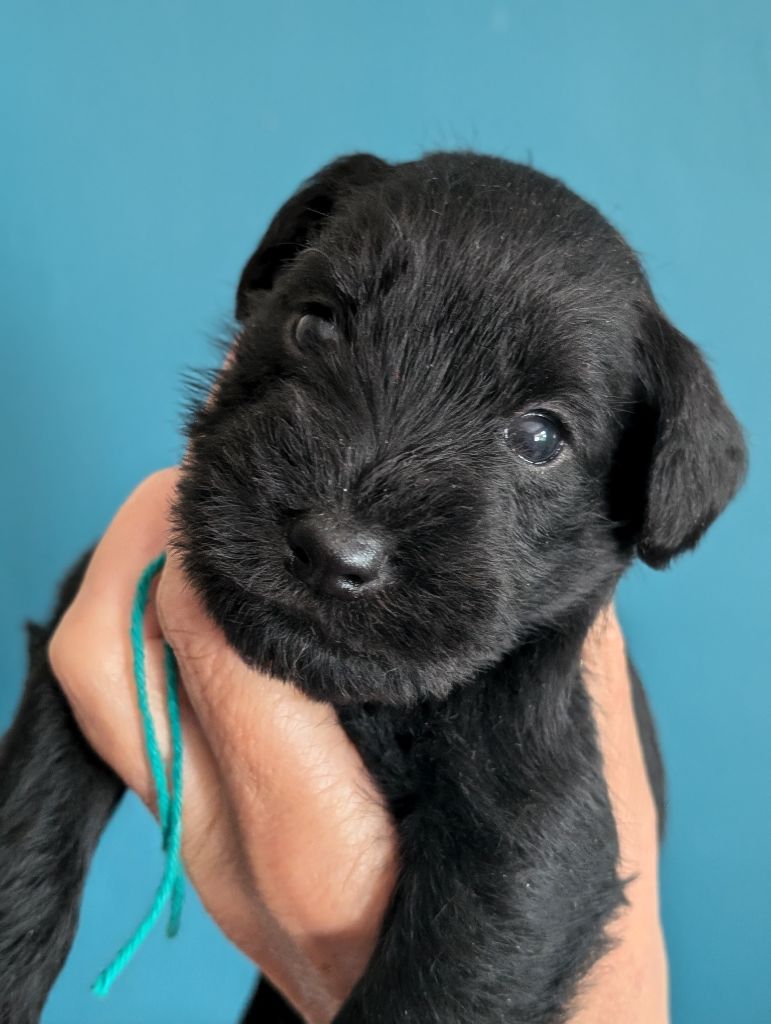 des Pitchoucas de Lacapelette - Chiots disponibles - Schnauzer miniature