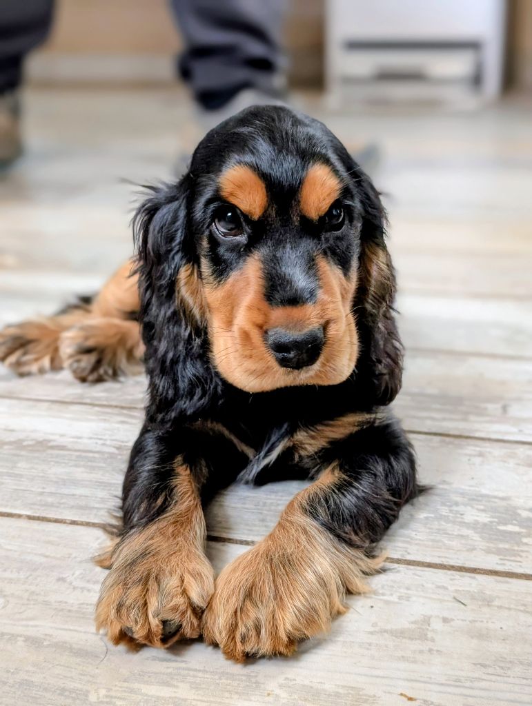 des Pitchoucas de Lacapelette - Cocker Spaniel Anglais - Portée née le 19/07/2025