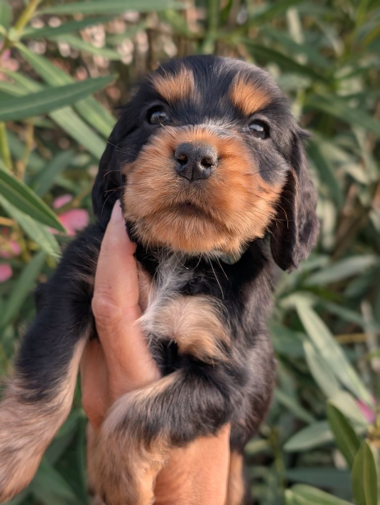 des Pitchoucas de Lacapelette - Chiots disponibles - Cocker Spaniel Anglais