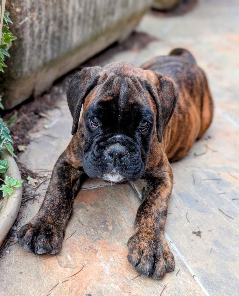des Pitchoucas de Lacapelette - Chiots disponibles - Boxer