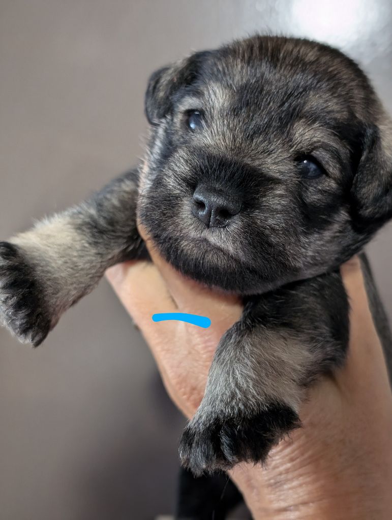 des Pitchoucas de Lacapelette - Chiots disponibles - Schnauzer miniature