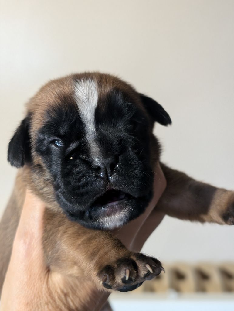 des Pitchoucas de Lacapelette - Chiots disponibles - Boxer