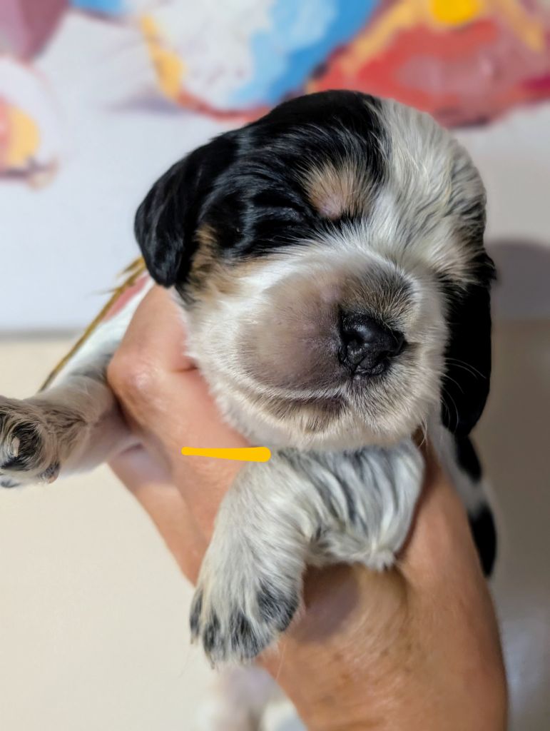 des Pitchoucas de Lacapelette - Chiots disponibles - Cocker Spaniel Anglais