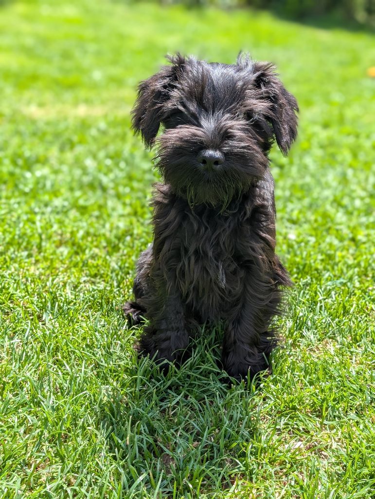 des Pitchoucas de Lacapelette - Chiots disponibles - Schnauzer miniature