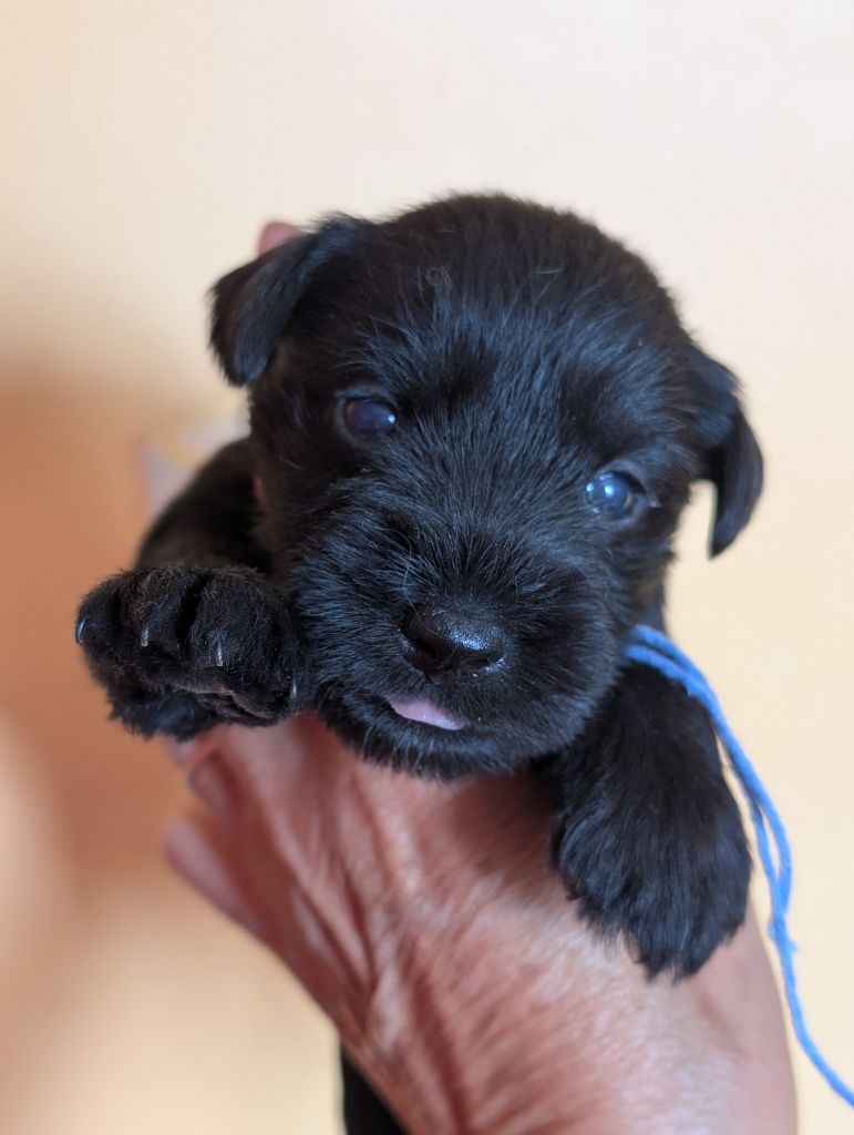 des Pitchoucas de Lacapelette - Chiots disponibles - Schnauzer miniature