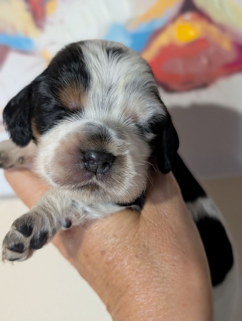 des Pitchoucas de Lacapelette - Chiots disponibles - Cocker Spaniel Anglais