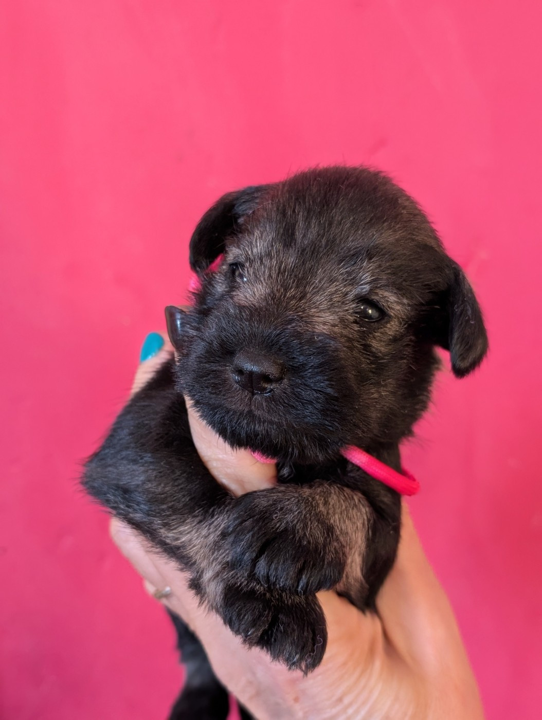 des Pitchoucas de Lacapelette - Chiots disponibles - Schnauzer miniature