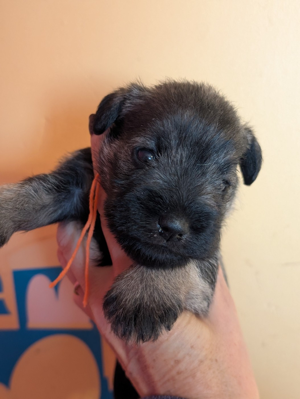 des Pitchoucas de Lacapelette - Chiots disponibles - Schnauzer miniature