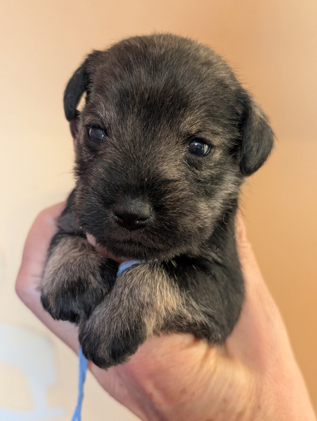 des Pitchoucas de Lacapelette - Chiots disponibles - Schnauzer miniature