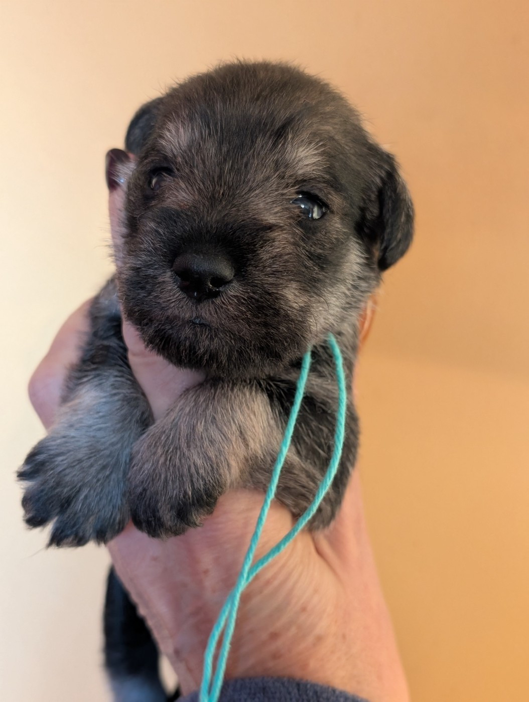 des Pitchoucas de Lacapelette - Chiots disponibles - Schnauzer miniature