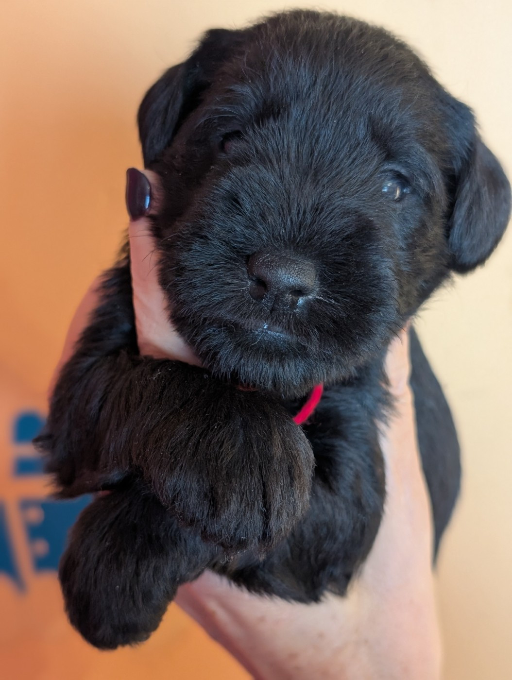 des Pitchoucas de Lacapelette - Chiots disponibles - Schnauzer miniature