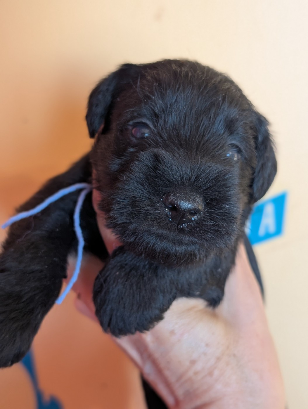 des Pitchoucas de Lacapelette - Chiots disponibles - Schnauzer miniature