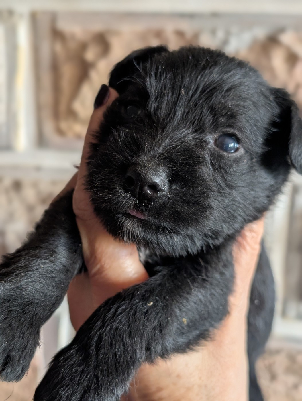 des Pitchoucas de Lacapelette - Chiots disponibles - Schnauzer miniature