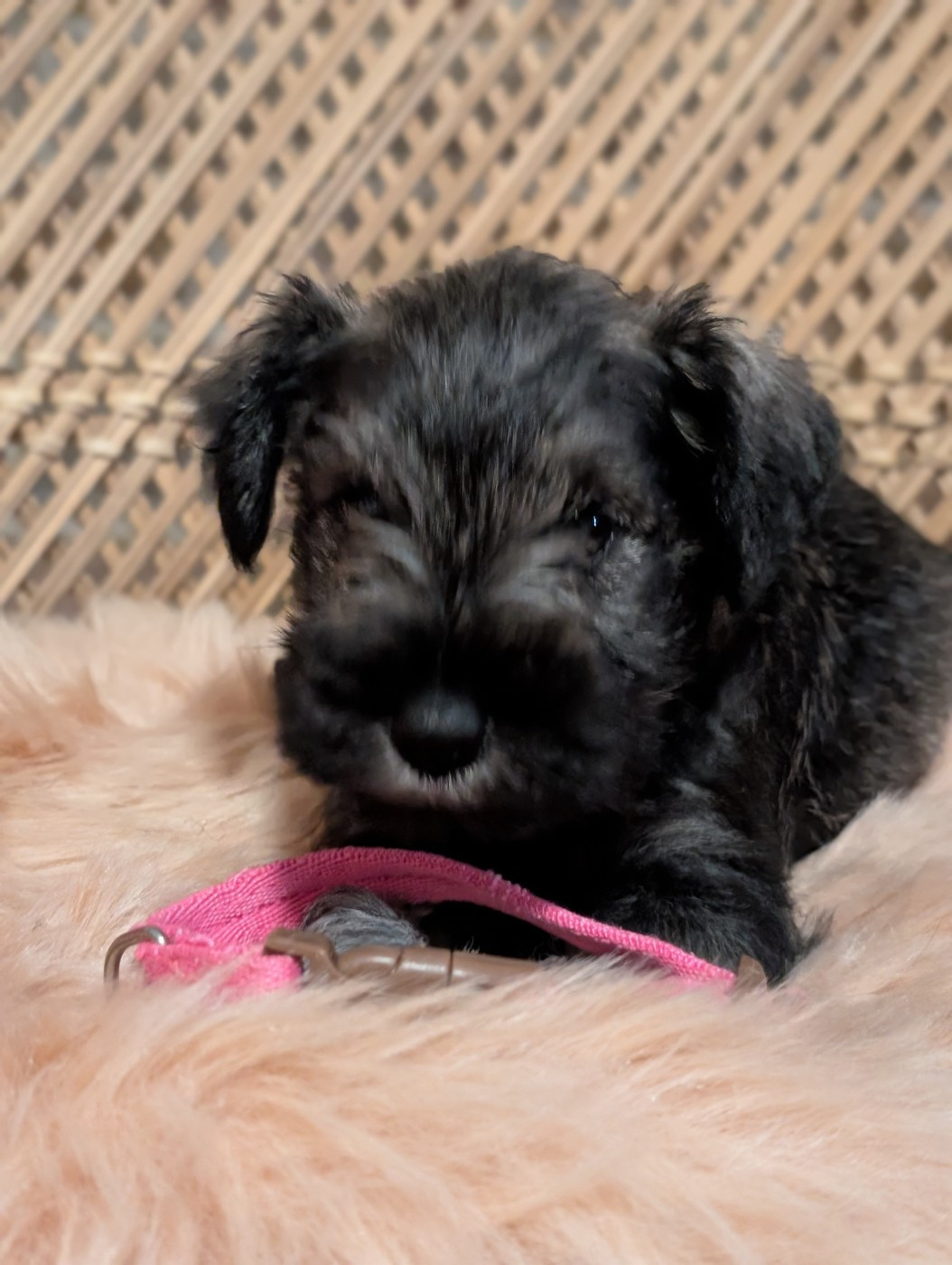 des Pitchoucas de Lacapelette - Chiots disponibles - Schnauzer miniature