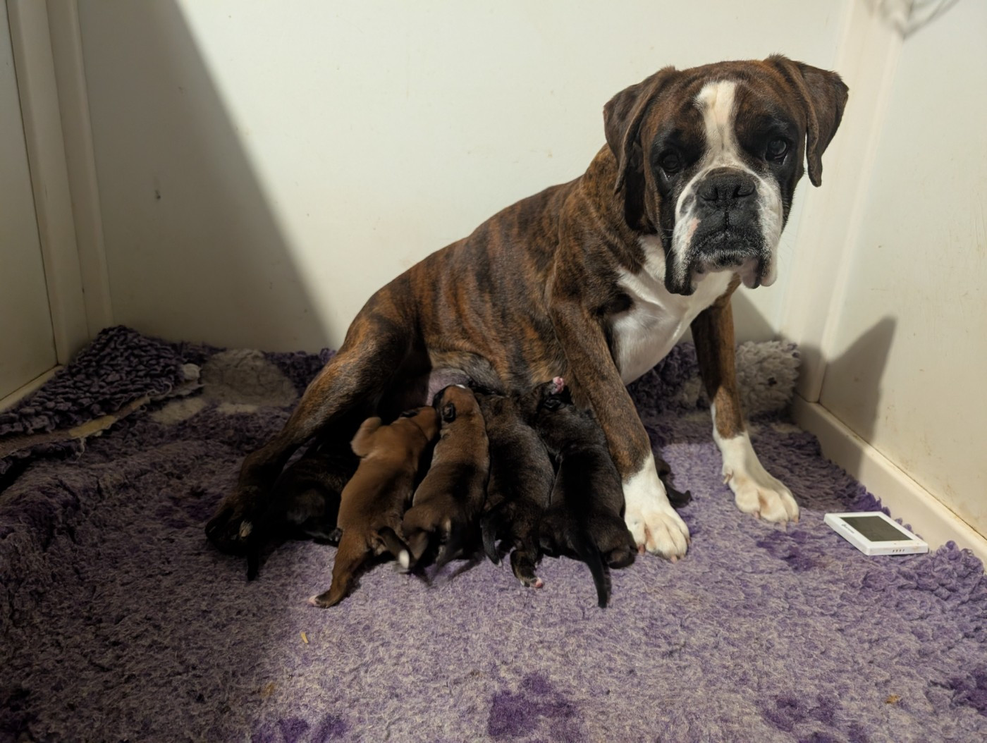 des Pitchoucas de Lacapelette - Boxer - Portée née le 27/01/2026