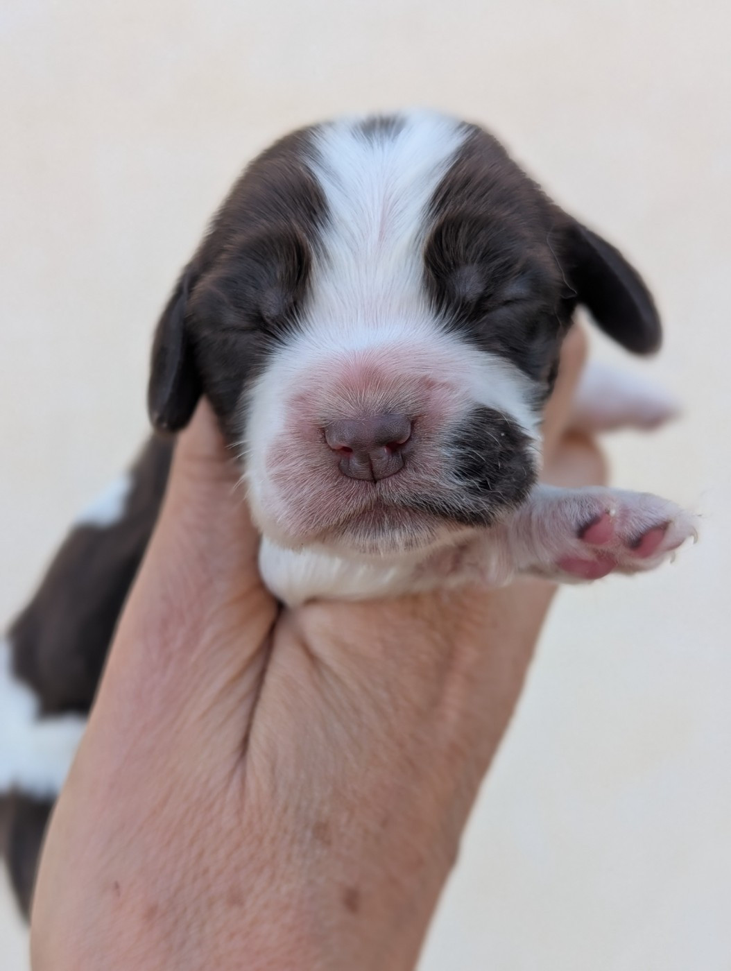 des Pitchoucas de Lacapelette - Chiots disponibles - Cocker Spaniel Anglais