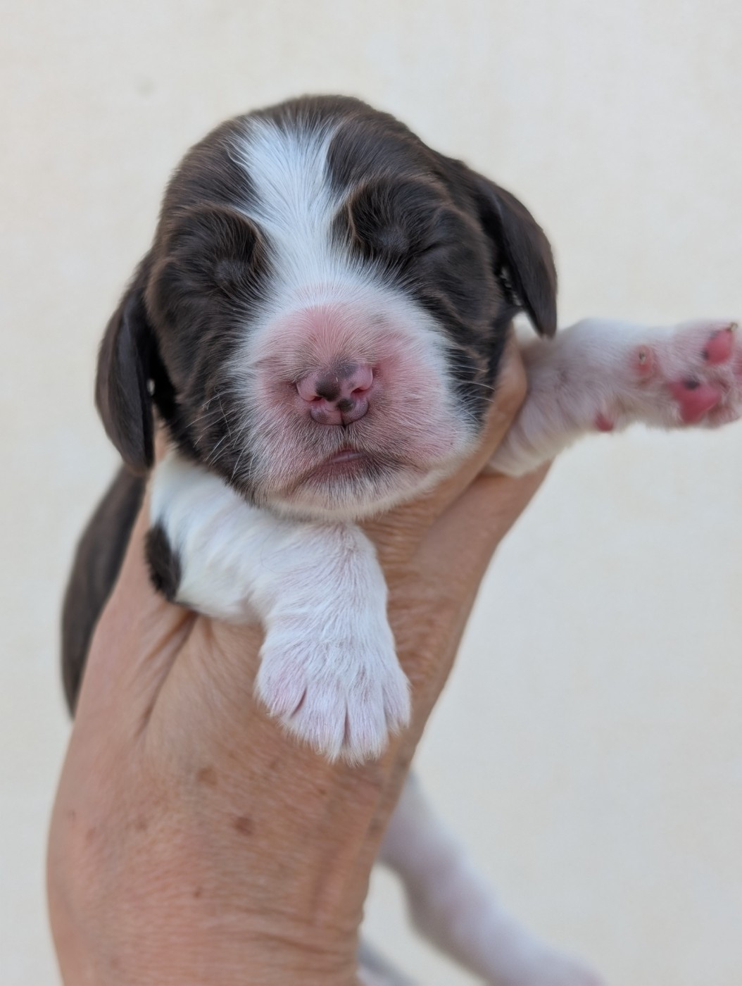 des Pitchoucas de Lacapelette - Chiots disponibles - Cocker Spaniel Anglais