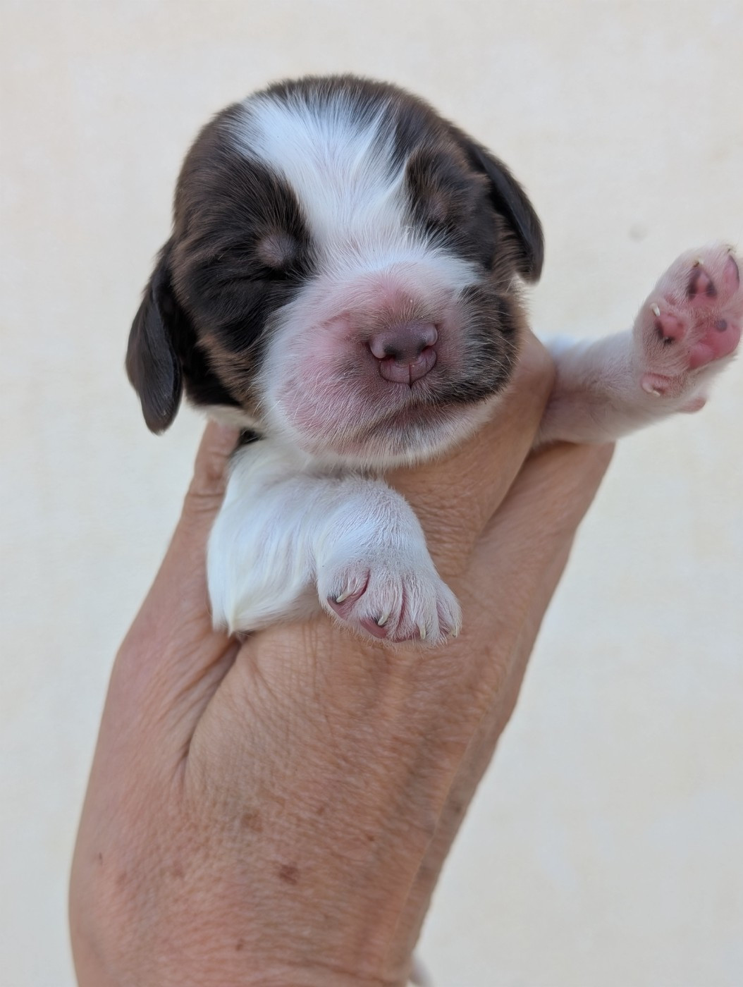 des Pitchoucas de Lacapelette - Chiots disponibles - Cocker Spaniel Anglais