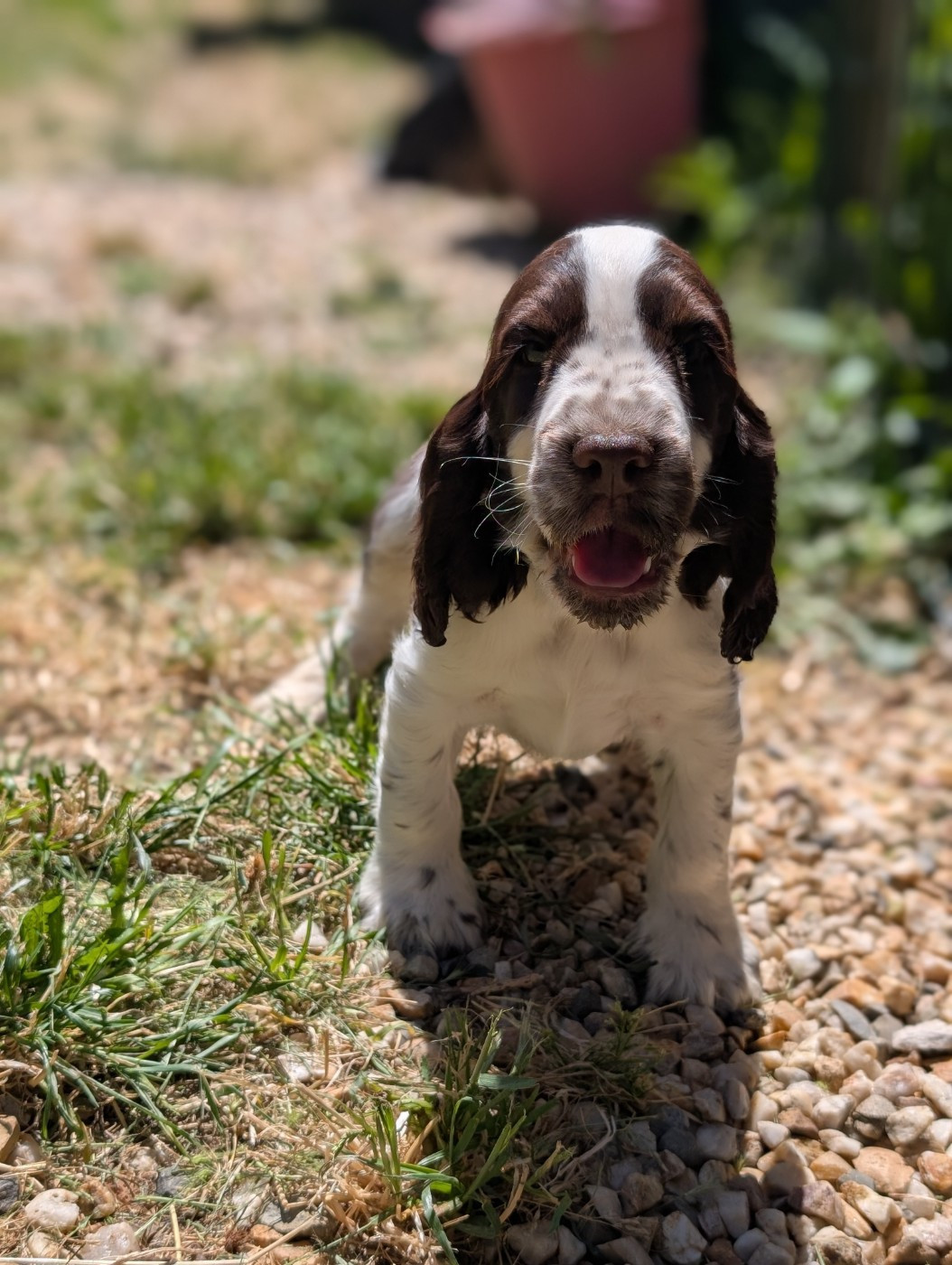 des Pitchoucas de Lacapelette - Chiots disponibles - Cocker Spaniel Anglais